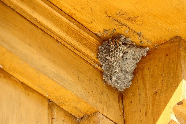 蜂の巣駆除